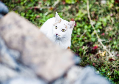 Portrait of cat on grass