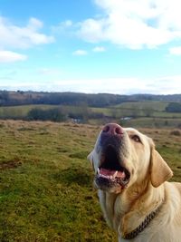 Dog in a field