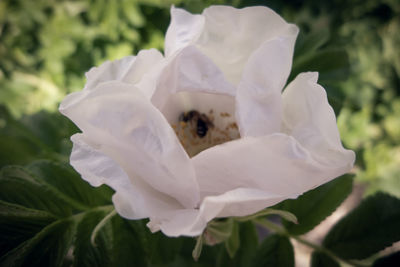 Close-up of white rose