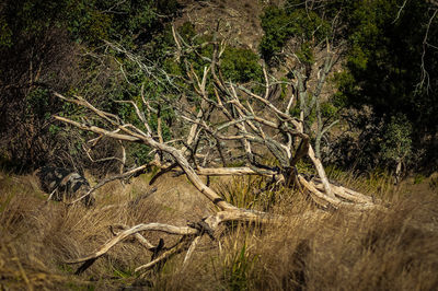 Trees in forest