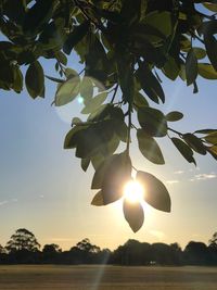 Low angle view of sunlight streaming through tree against sky