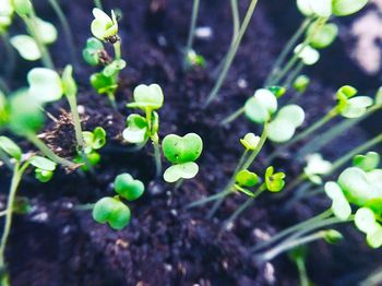 Close-up of plant growing outdoors