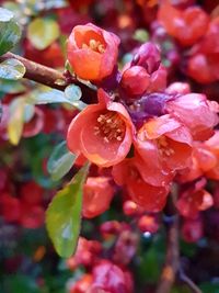 Close-up of flowers blooming on plant