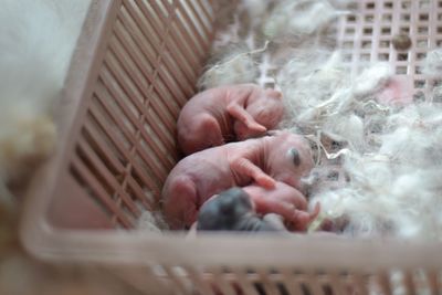 High angle view of baby feeding in cage