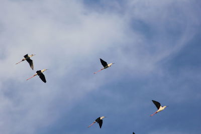 Low angle view of birds flying