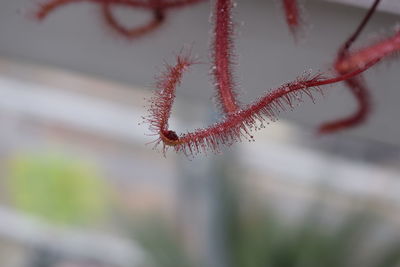 Close-up of red caterpillar on leaf