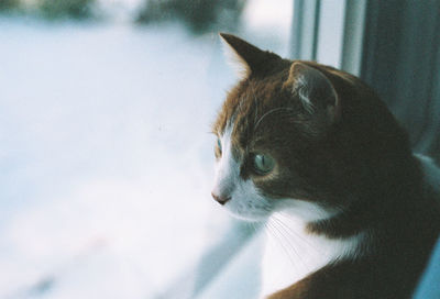 Close-up of cat