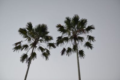 Low angle view of palm tree against clear sky