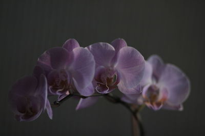 Close-up of purple orchid against white background