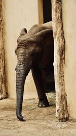 View of elephant in zoo