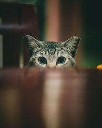 Close-up portrait of cat peeking