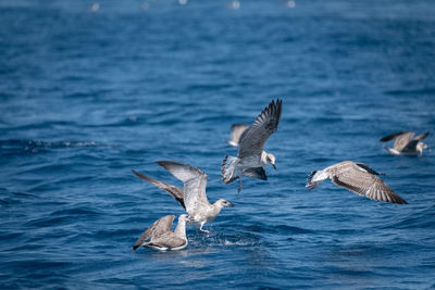 Seagulls flying over sea