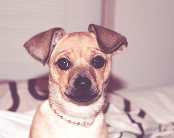 Close-up portrait of dog on bed