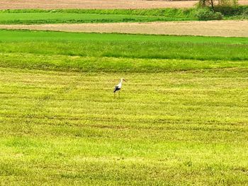 High angle view of gray heron perching on field