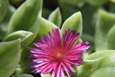 Close-up of purple flowering plant