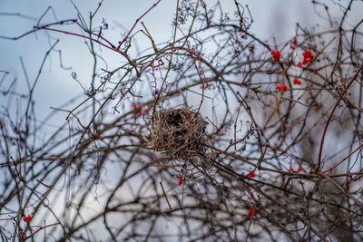 Close-up of bare tree in snow