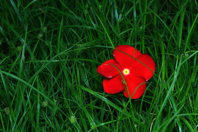 Close-up of red flower on grass