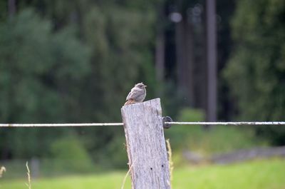 Close-up of bird perching on tree