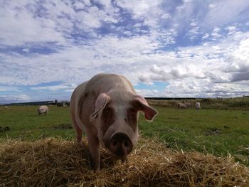 Close-up of pig grazing on field against cloudy sky