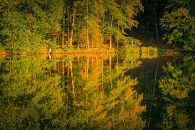 Scenic view of lake in forest