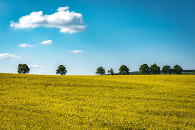 Scenic view of field against sky