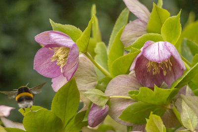 Close-up of pink flowering plant