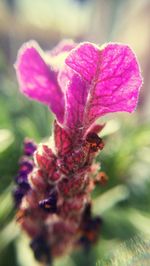 Close-up of honey bee on pink flower