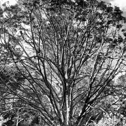 Low angle view of bare trees