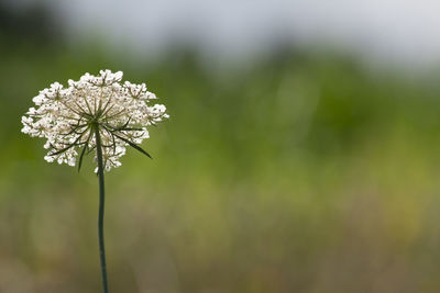 Close-up of white flowers