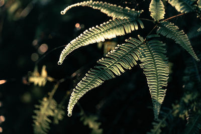 Close-up of leaves with sun shine in new taipei city honglushishan 