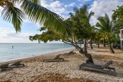 Palm trees on beach against sky