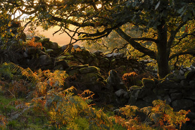 View of trees in forest