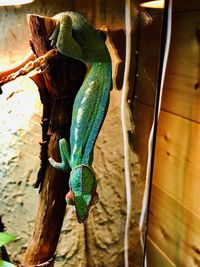 Close-up of lizard on tree