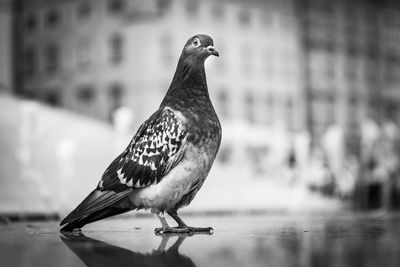 Close-up of bird perching on water