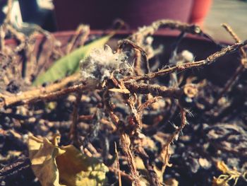 Close-up of plant against blurred background