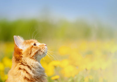 The portrait of ginger kurilian bobtail cat curious for a field with yellow dandelions