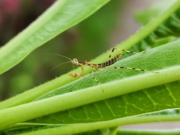 Close-up of insect on leaf