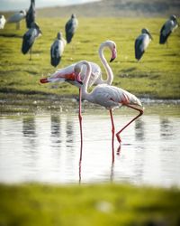 Side view of a bird drinking water