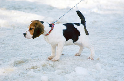 Dog standing outdoors