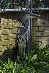 View of a bird on wall