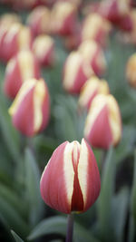 Close-up of pink tulip