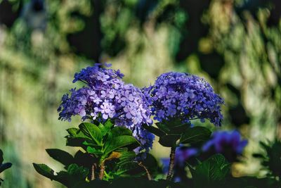 Close-up of purple flowering plant