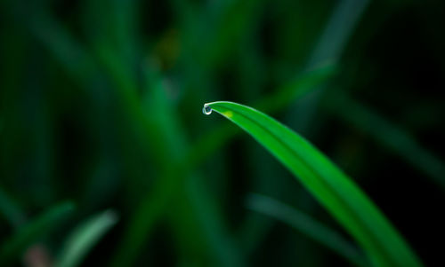 Close-up of green leaf