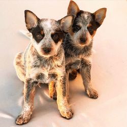 High angle portrait of puppies