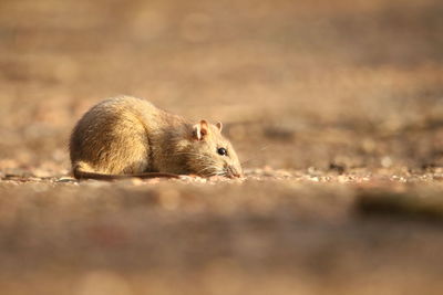 Close-up of a rat eating