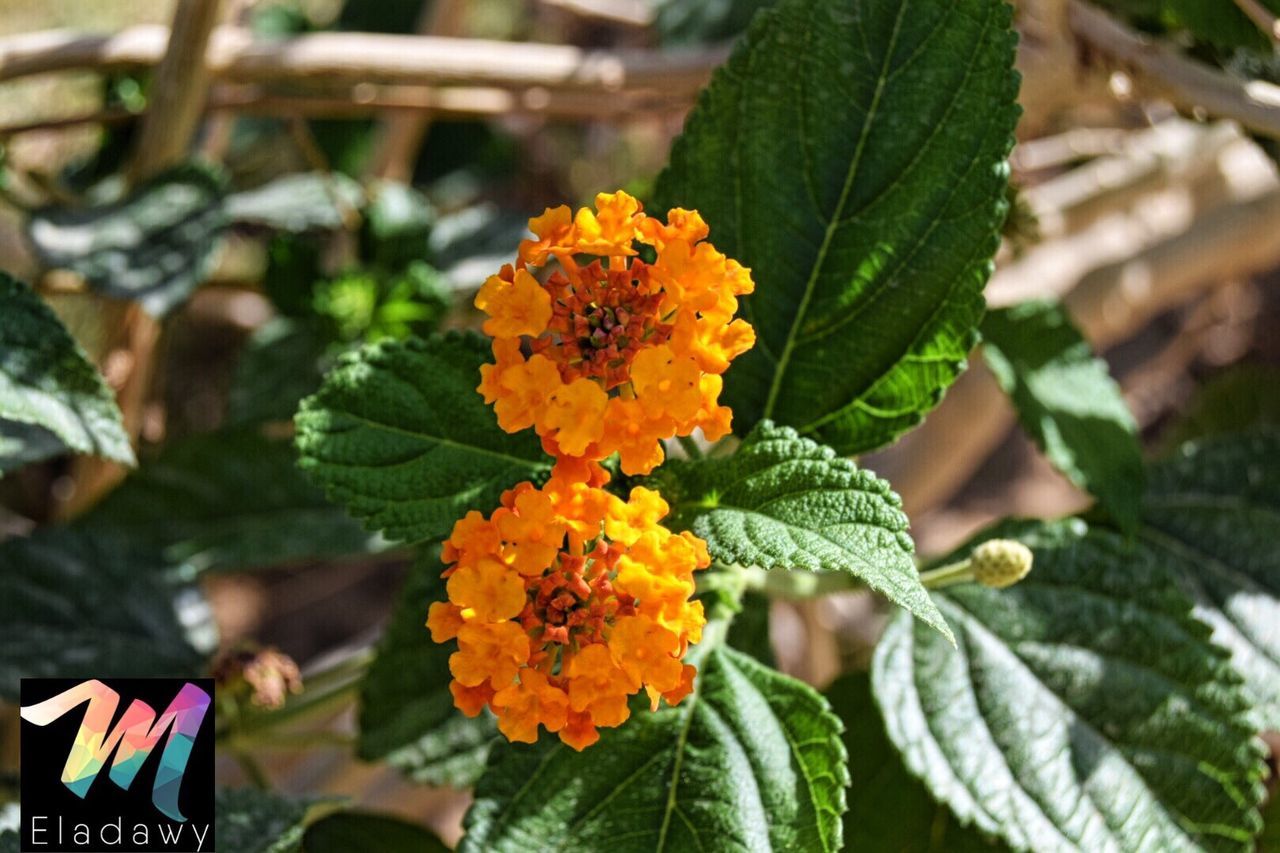 leaf, flower, growth, freshness, plant, green color, beauty in nature, fragility, day, nature, no people, petal, lantana camara, outdoors, flower head, close-up, blooming