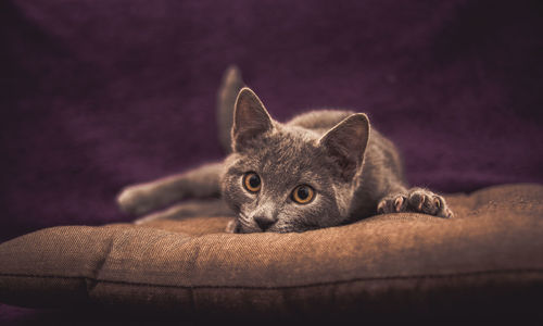 Close-up of cat resting on pet bed