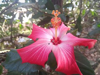 Close-up of pink hibiscus blooming outdoors