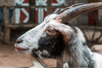 Close up of a goat at a petting zoo