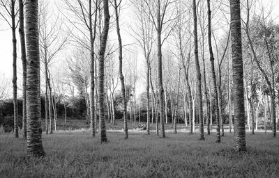 Bare trees on field in forest